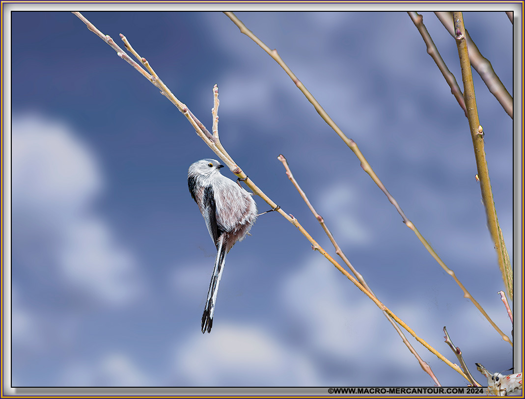 Mésange à longue queue